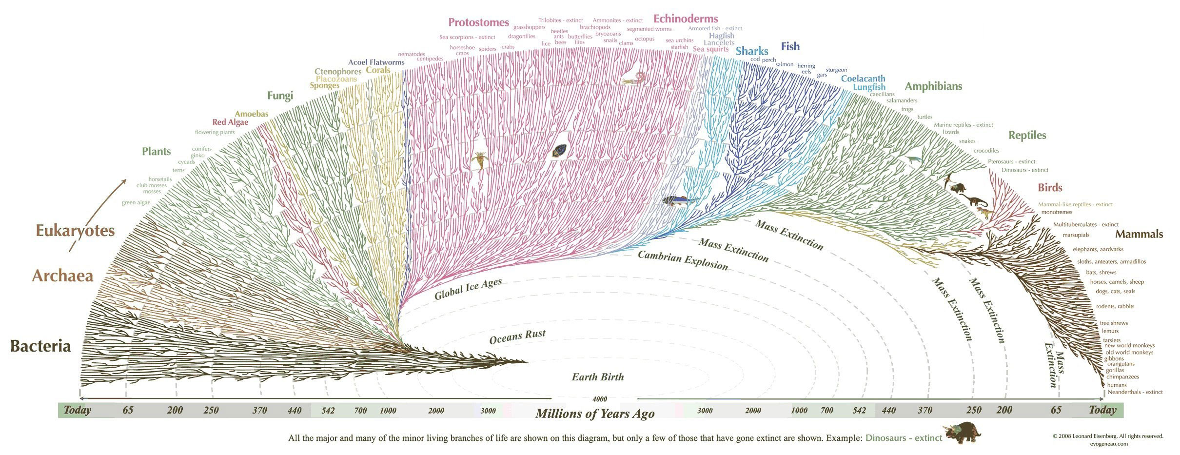 Evolutionary Leap - Fungus Amongus