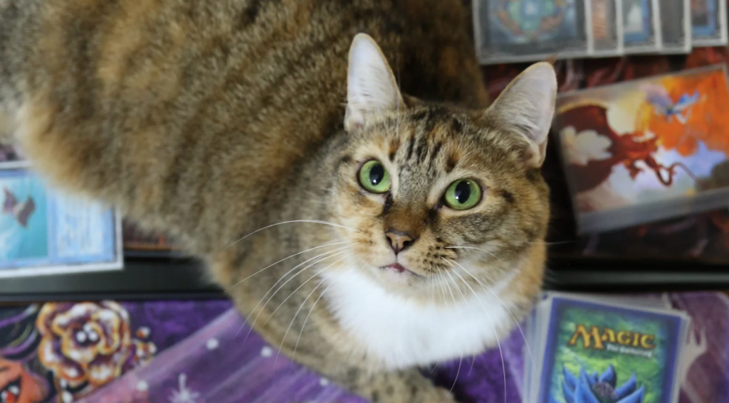 cinnamon the cat, gatherers' tavern mascot